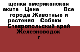 щенки американская акита › Цена ­ 30 000 - Все города Животные и растения » Собаки   . Ставропольский край,Железноводск г.